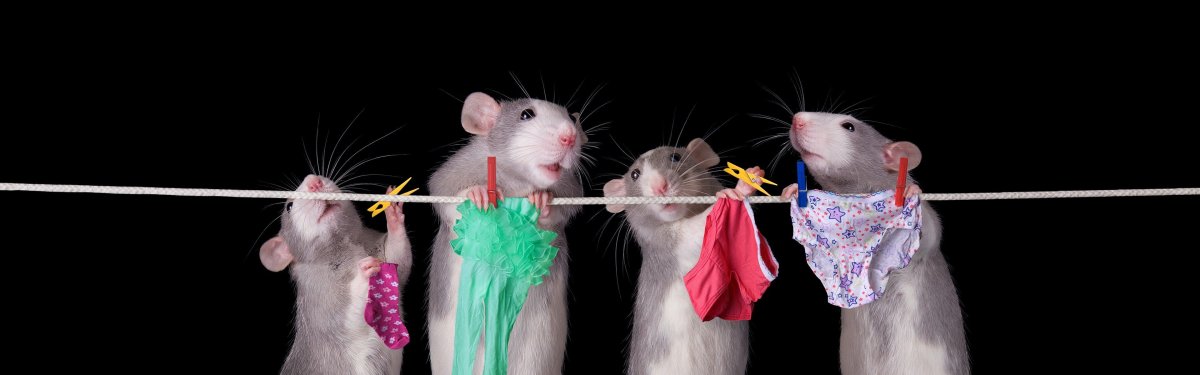 Крысы Сплетницы