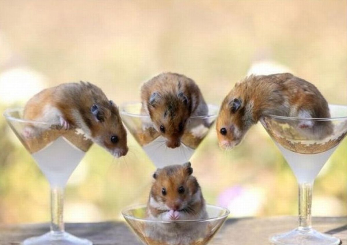 Крыски танцуют