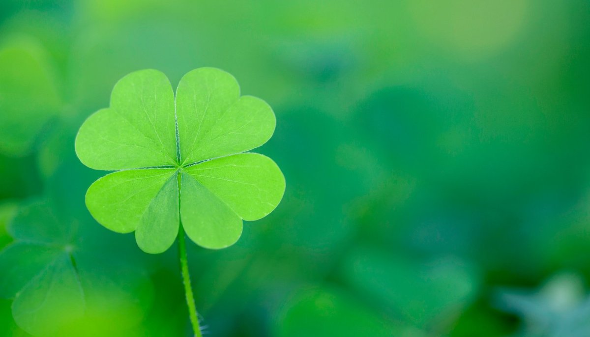Четырехлистный Клевер на удачу