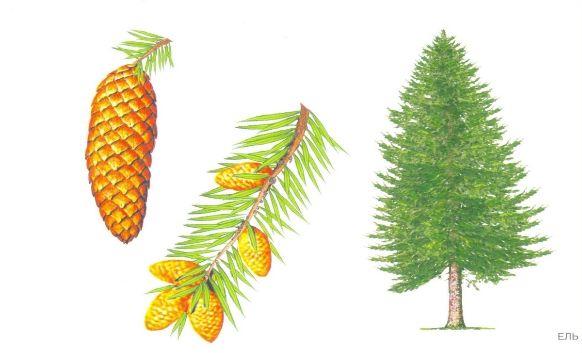 Дети наряжают елку для детей