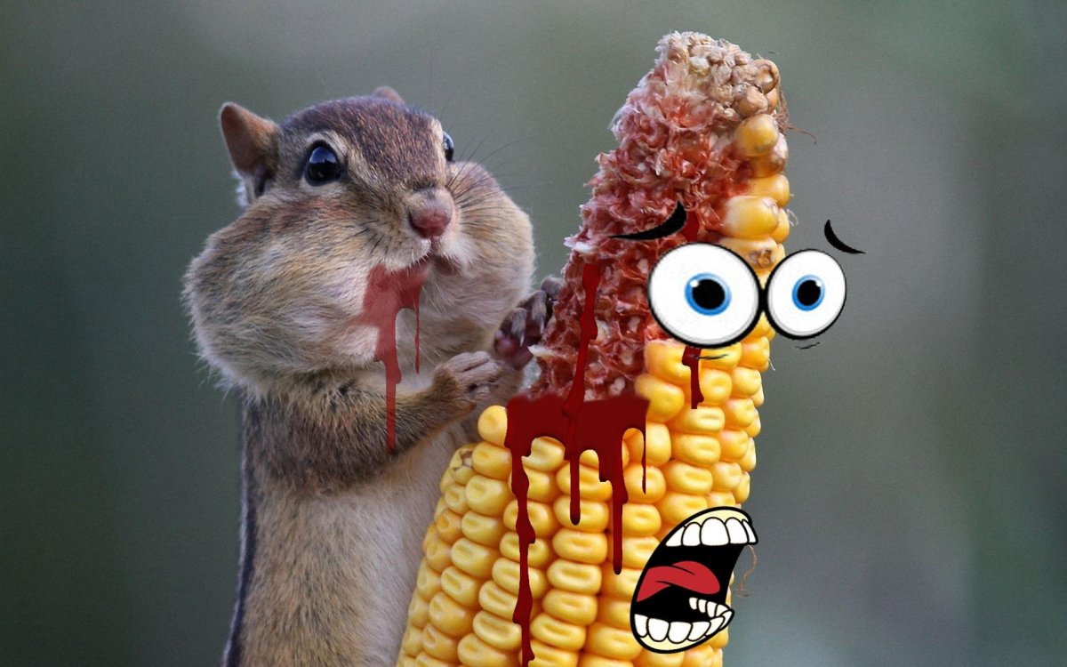 Хомяк на роликах