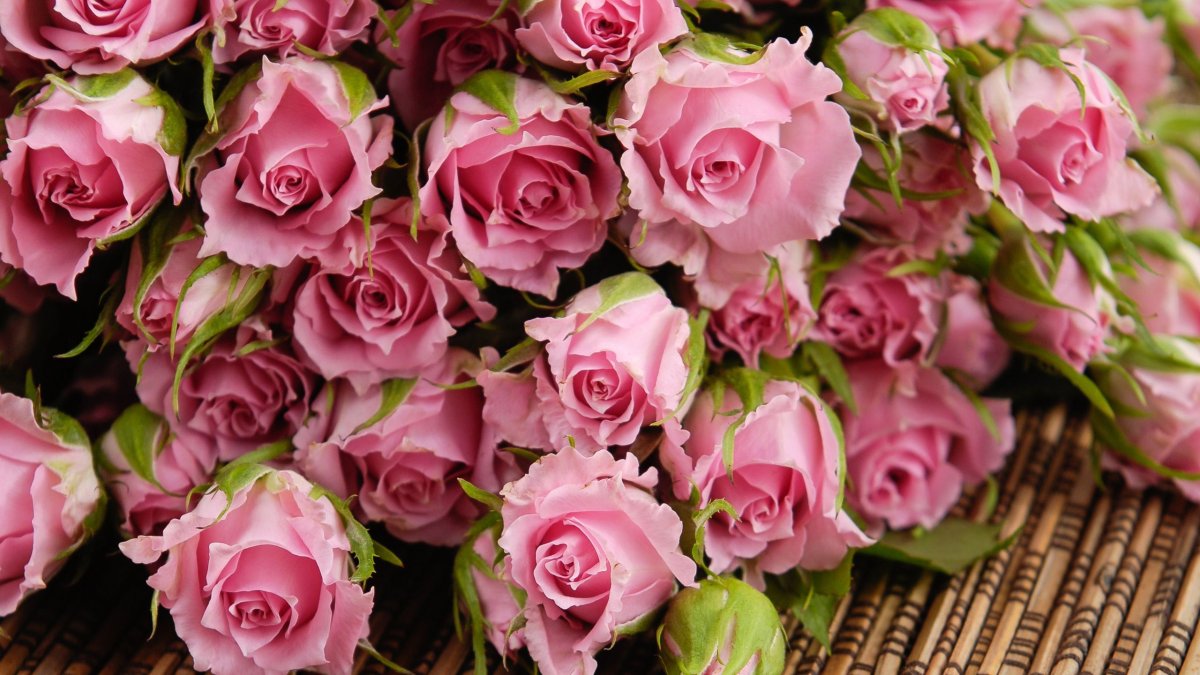 Розовые розы