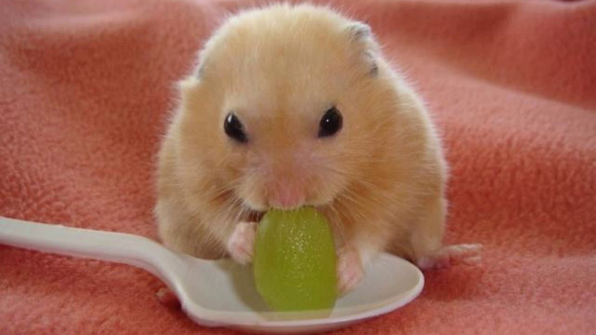 Хомяк на однотонном фоне