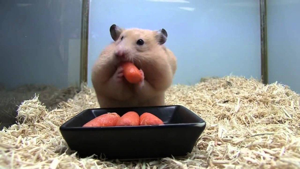 Хомяк застукан за едой