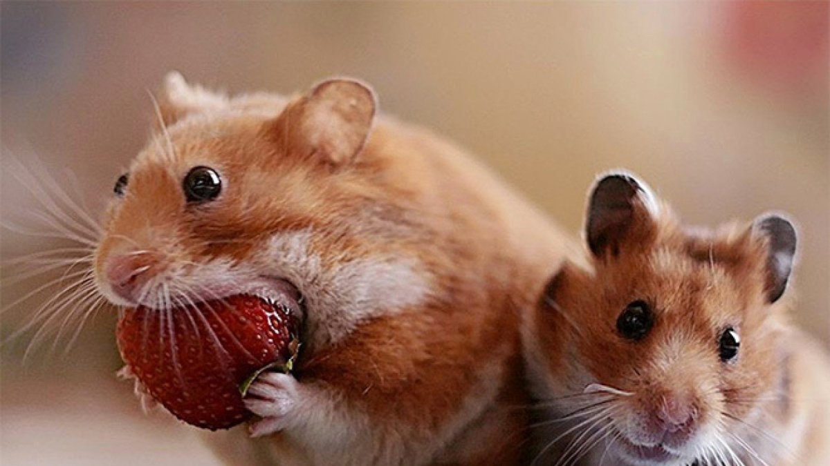 Два хомяка