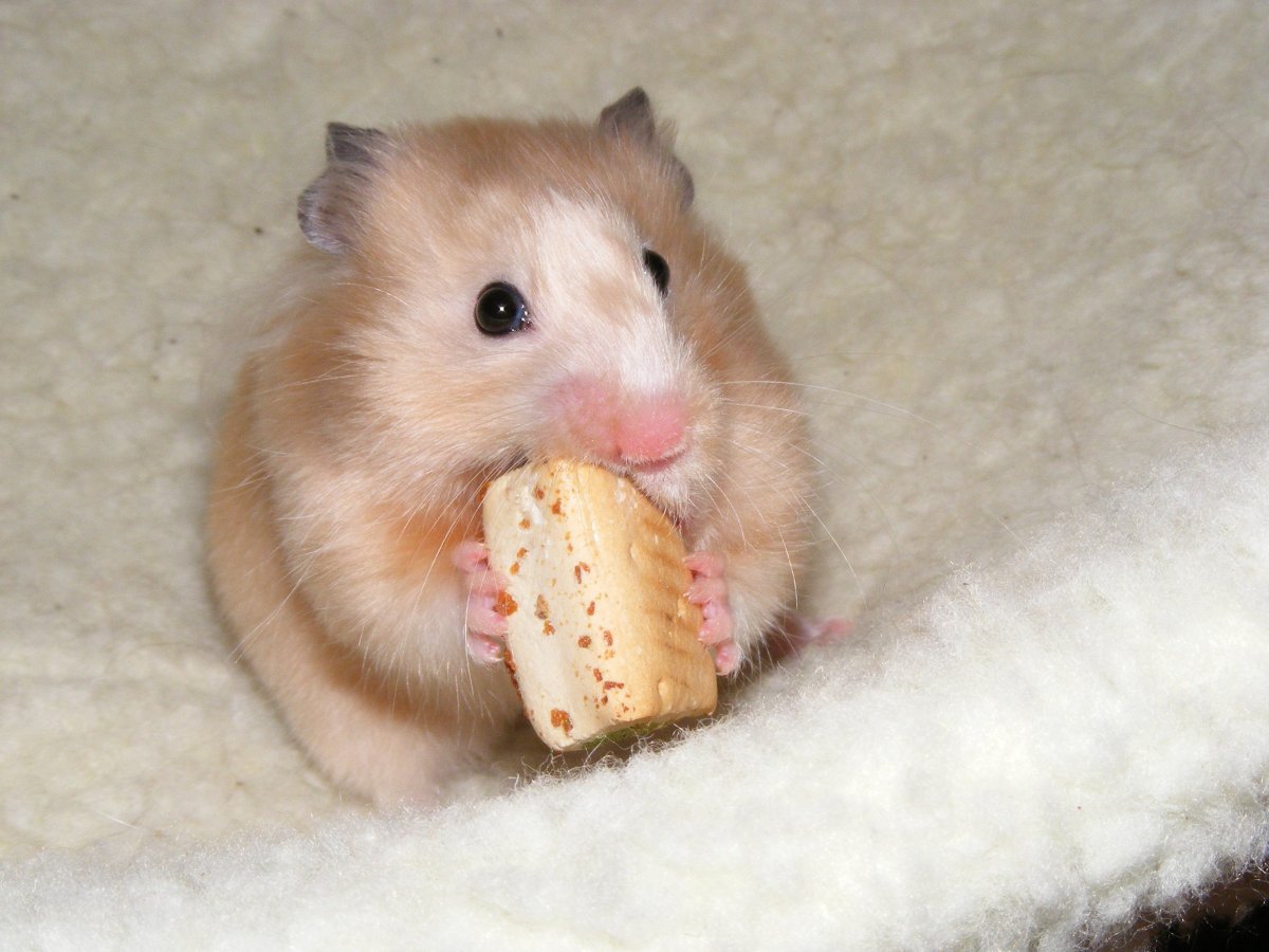 Толстый хомяк