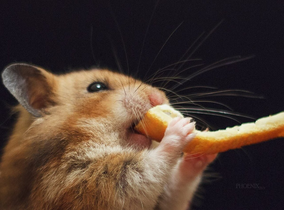 Объевшийся хомяк