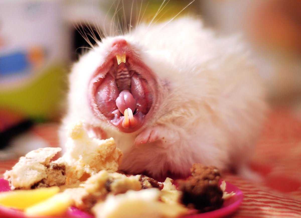 Хомяк с щеками