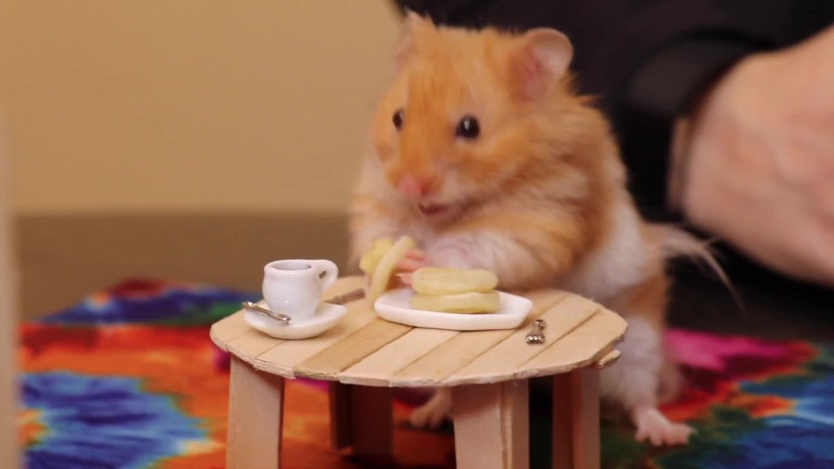 Карликовый хомячок Тейлора