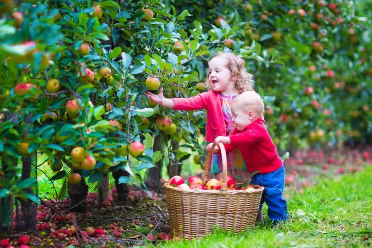 Сад с фруктовыми деревьями для детей