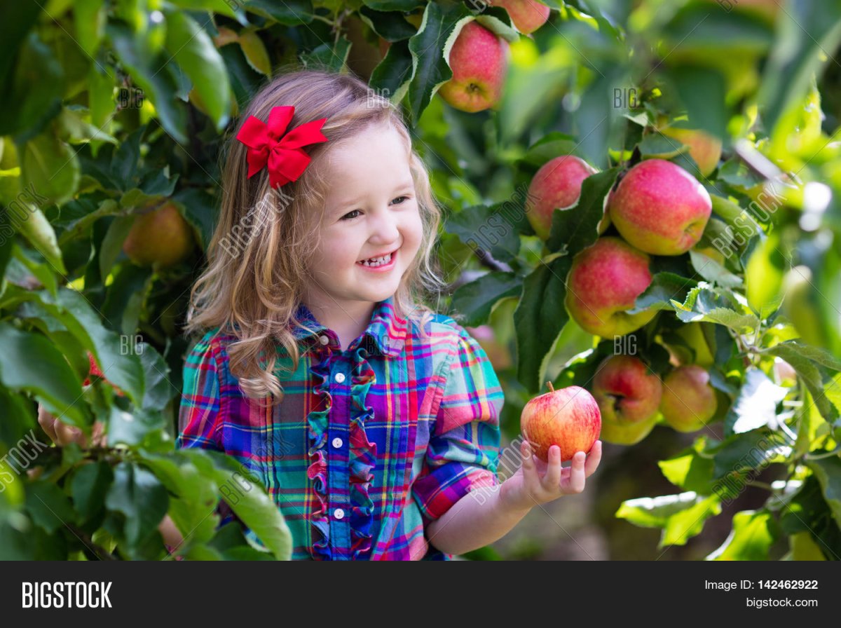 Собираем урожай