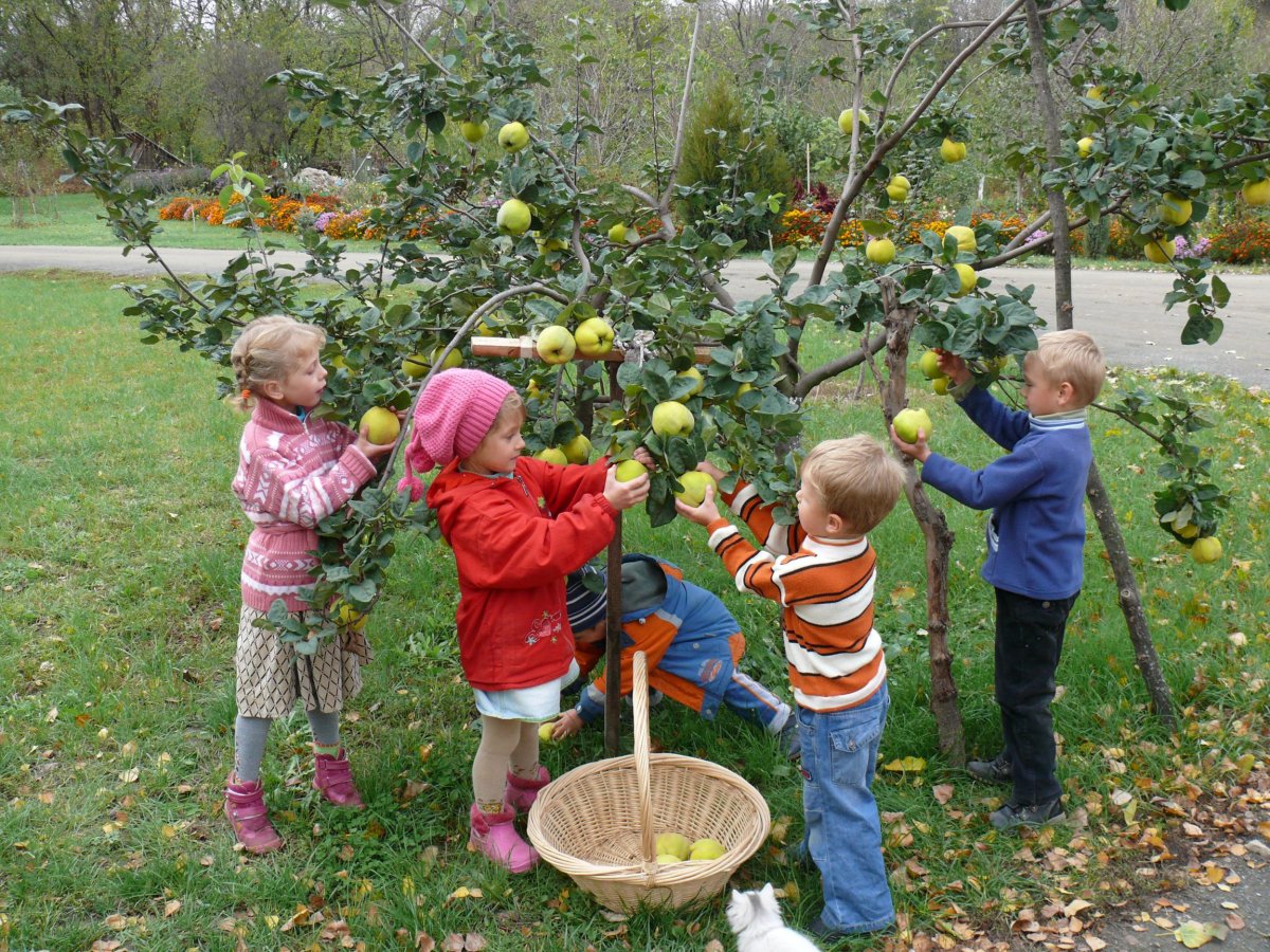 Фрукты в векторной графике