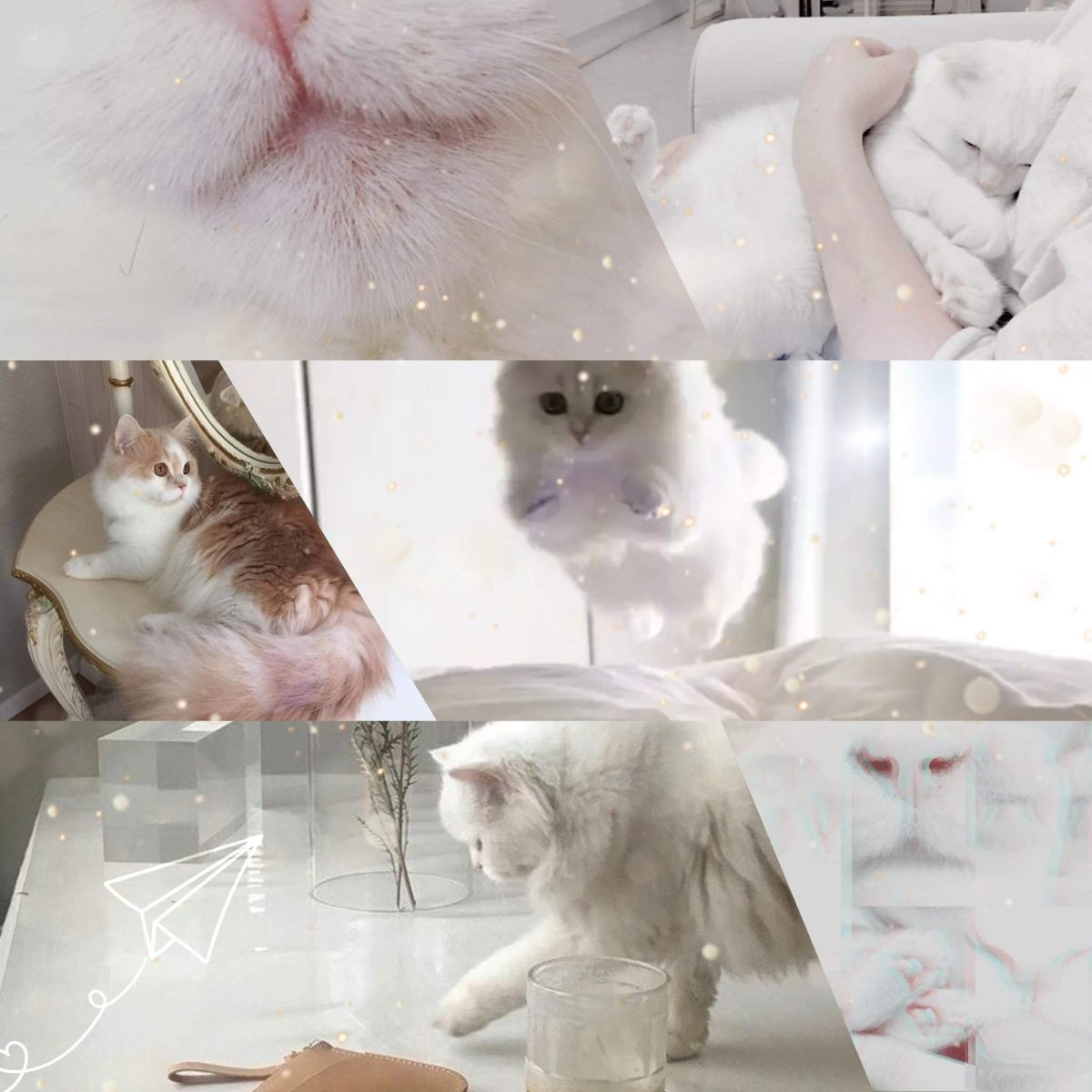 Сохры котики черные