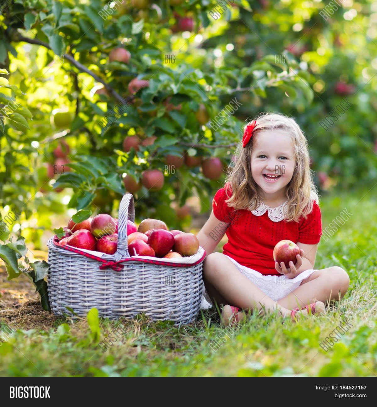 Урожай фруктов