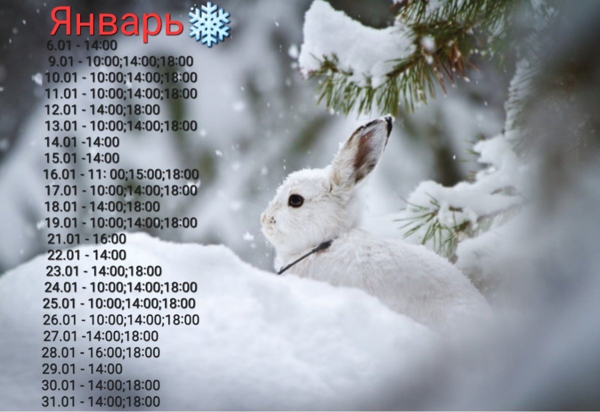 Зайка в снегу