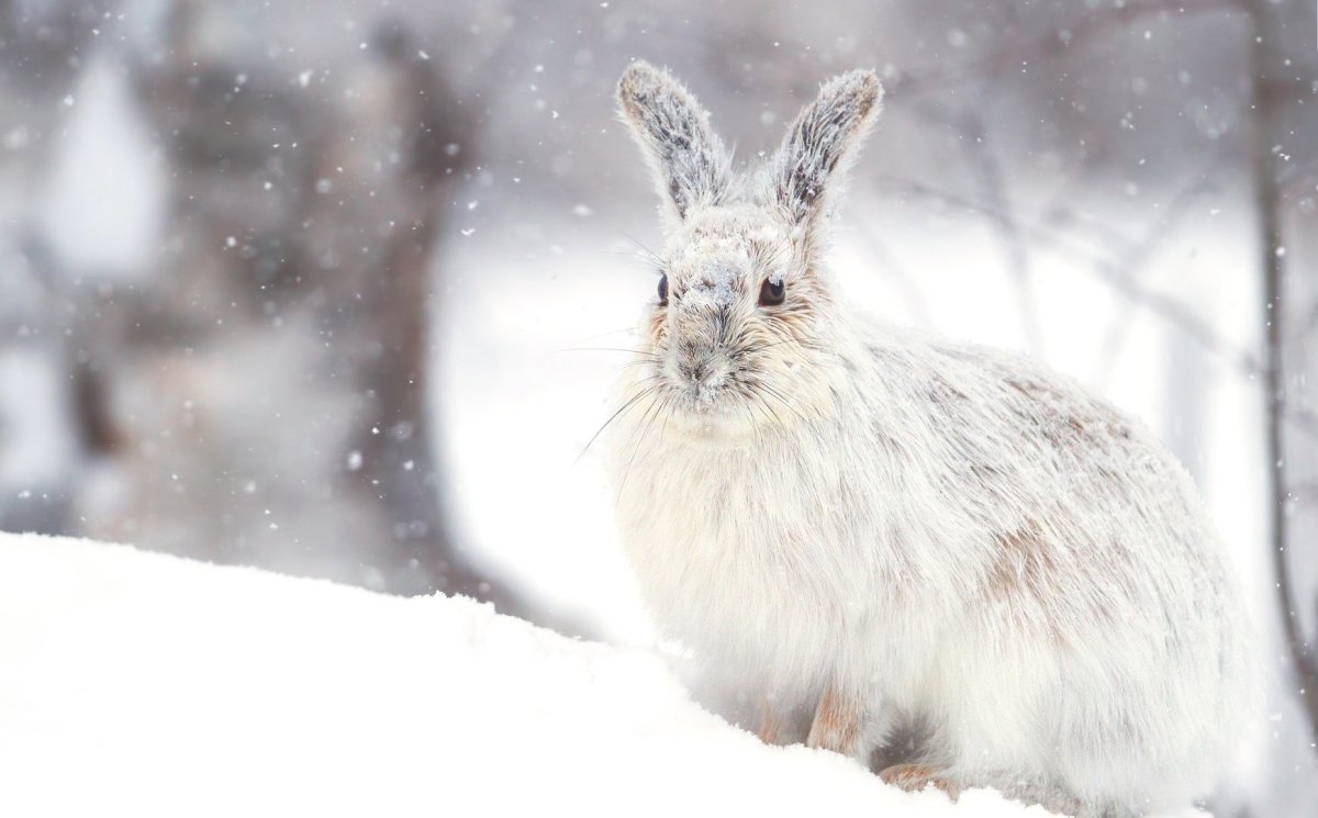 Белый кролик на снегу