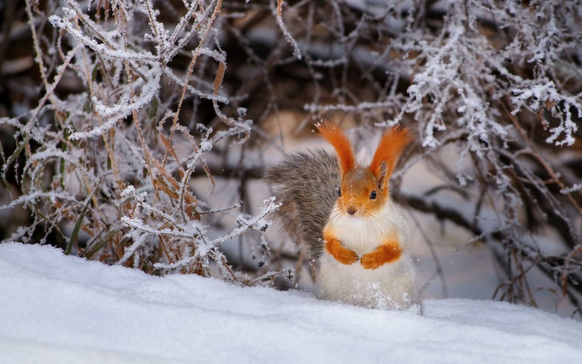 Звери зимой в лесу