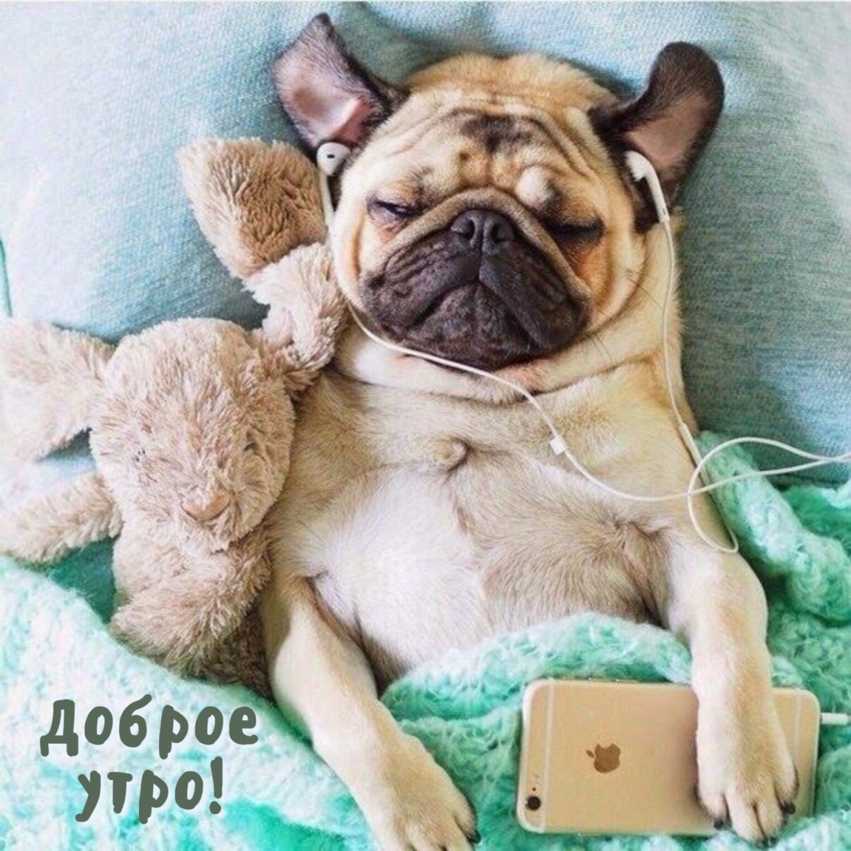 Доброе утро мопсик