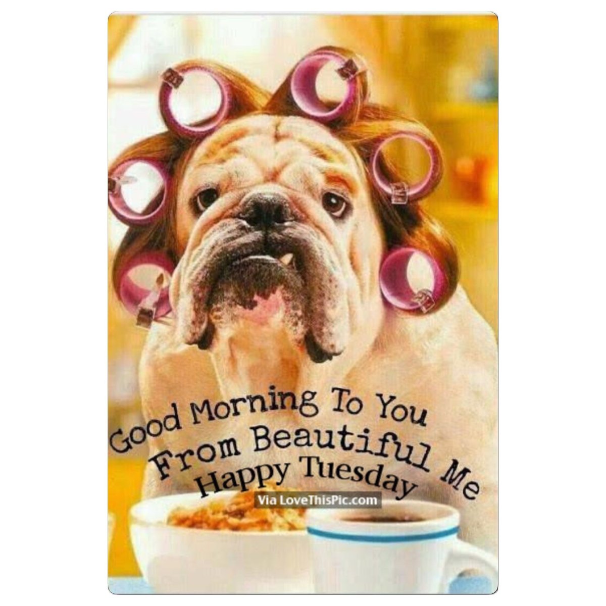 С добрым утром собаки