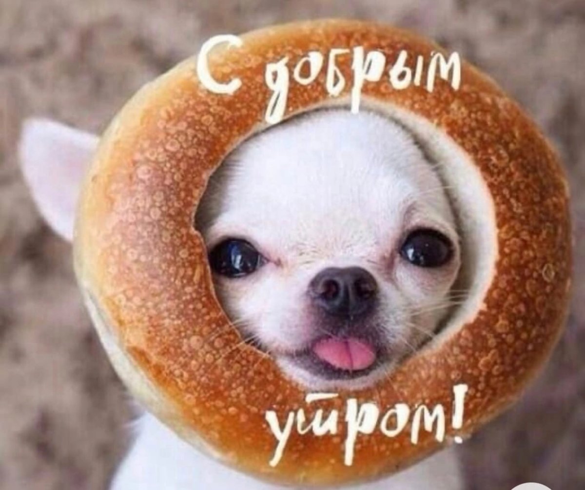 С добрым утром собаки