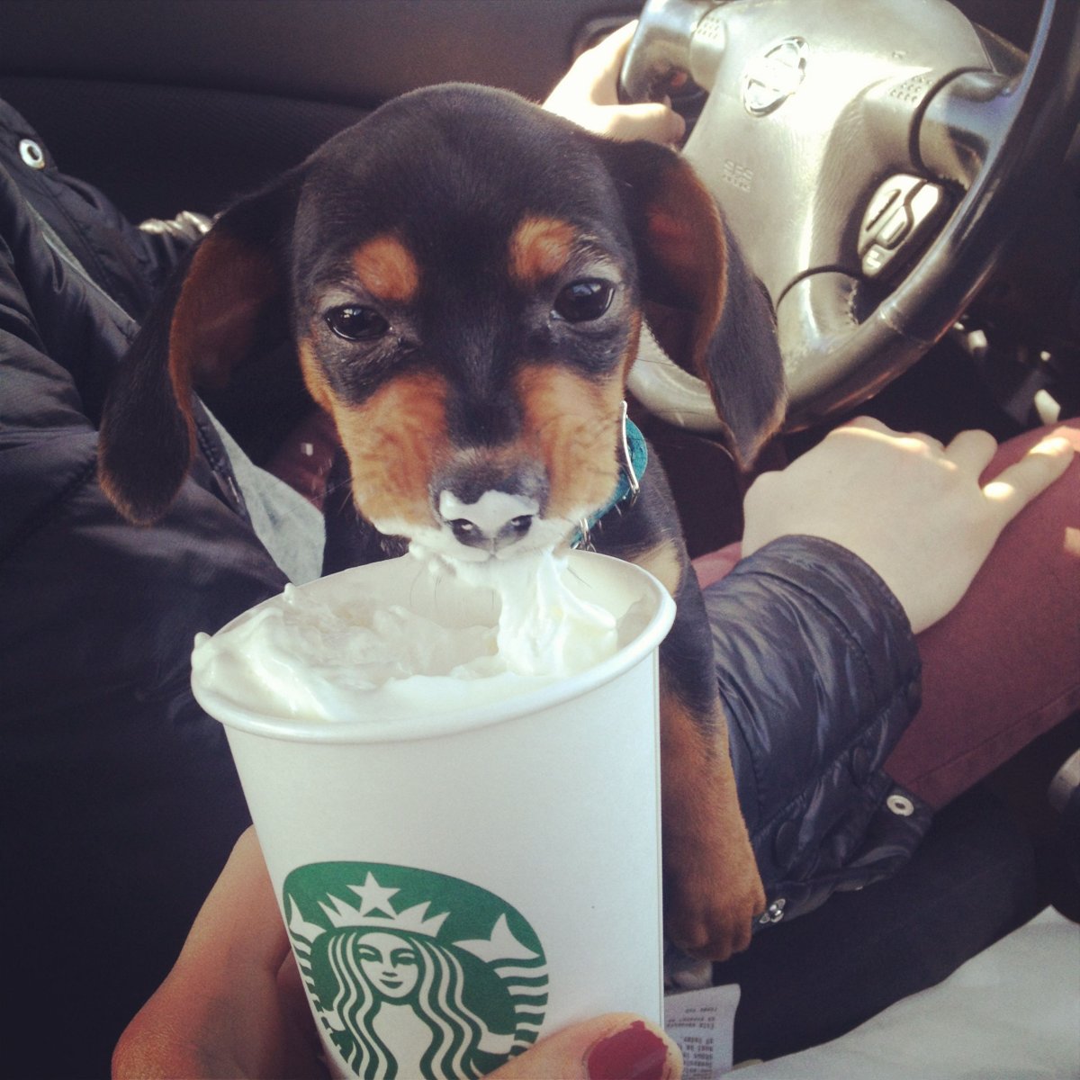 Бассет хаунд