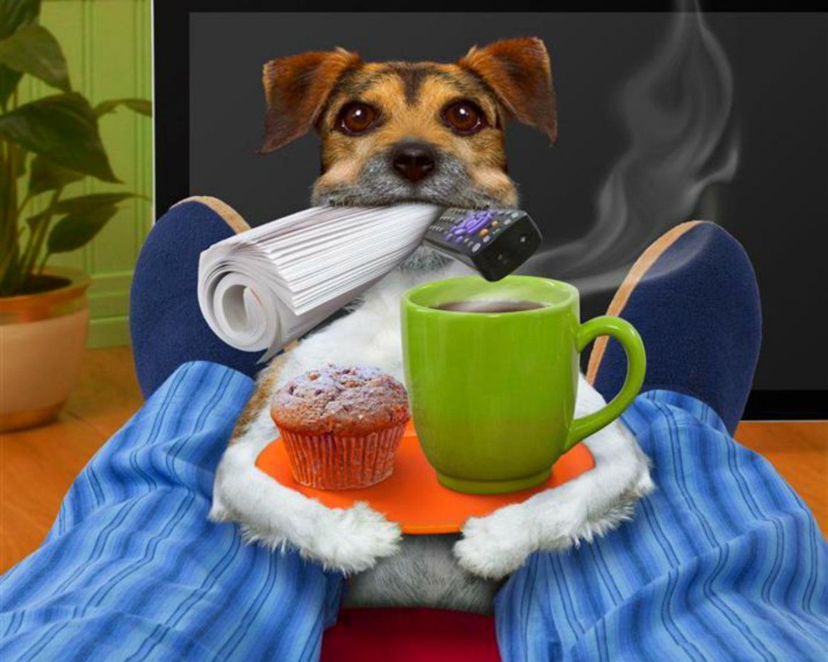 Собачка пьет кофе