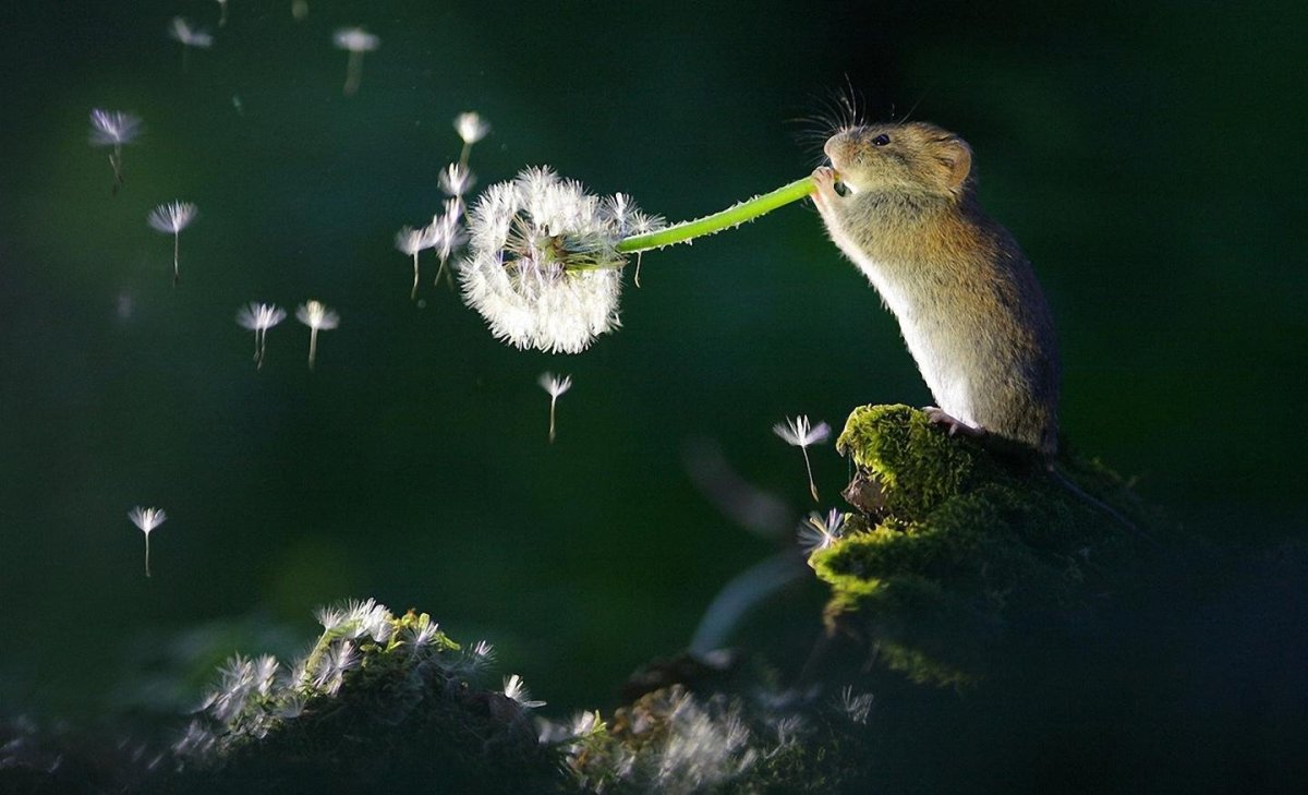 Обои с хомяками