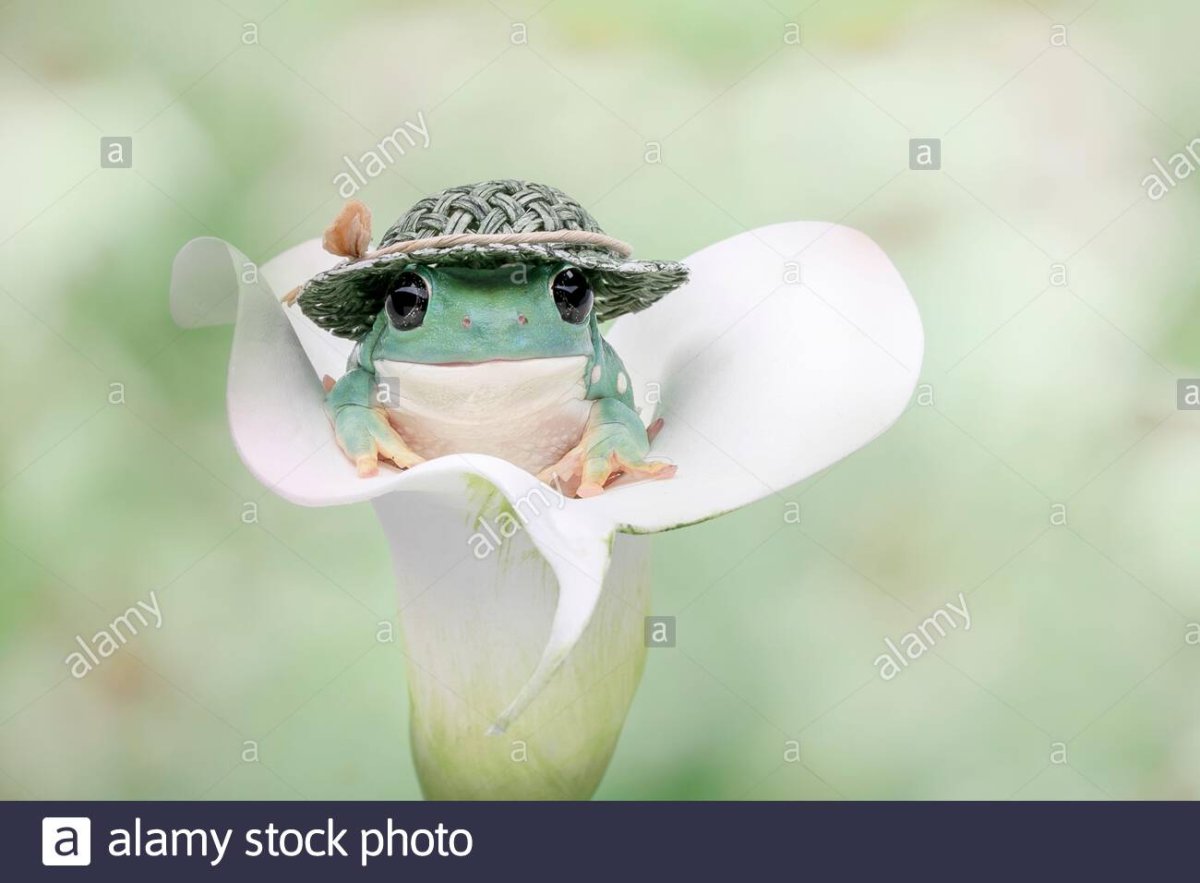 Лягушка в шляпке