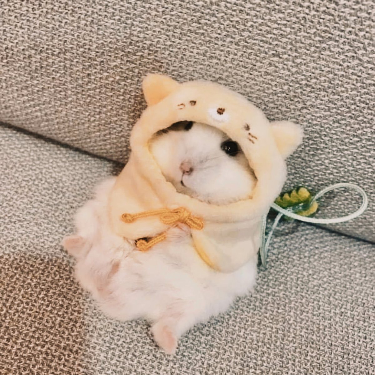 Забавные животные