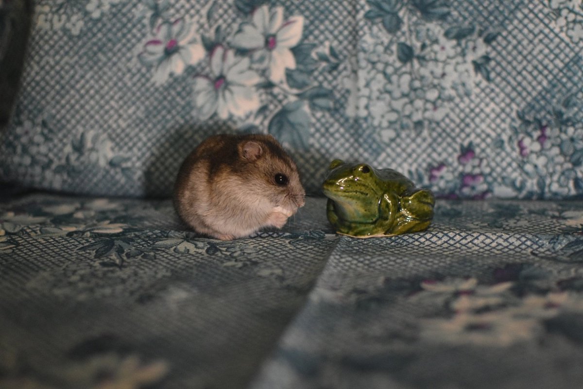 Хомяк и жаба