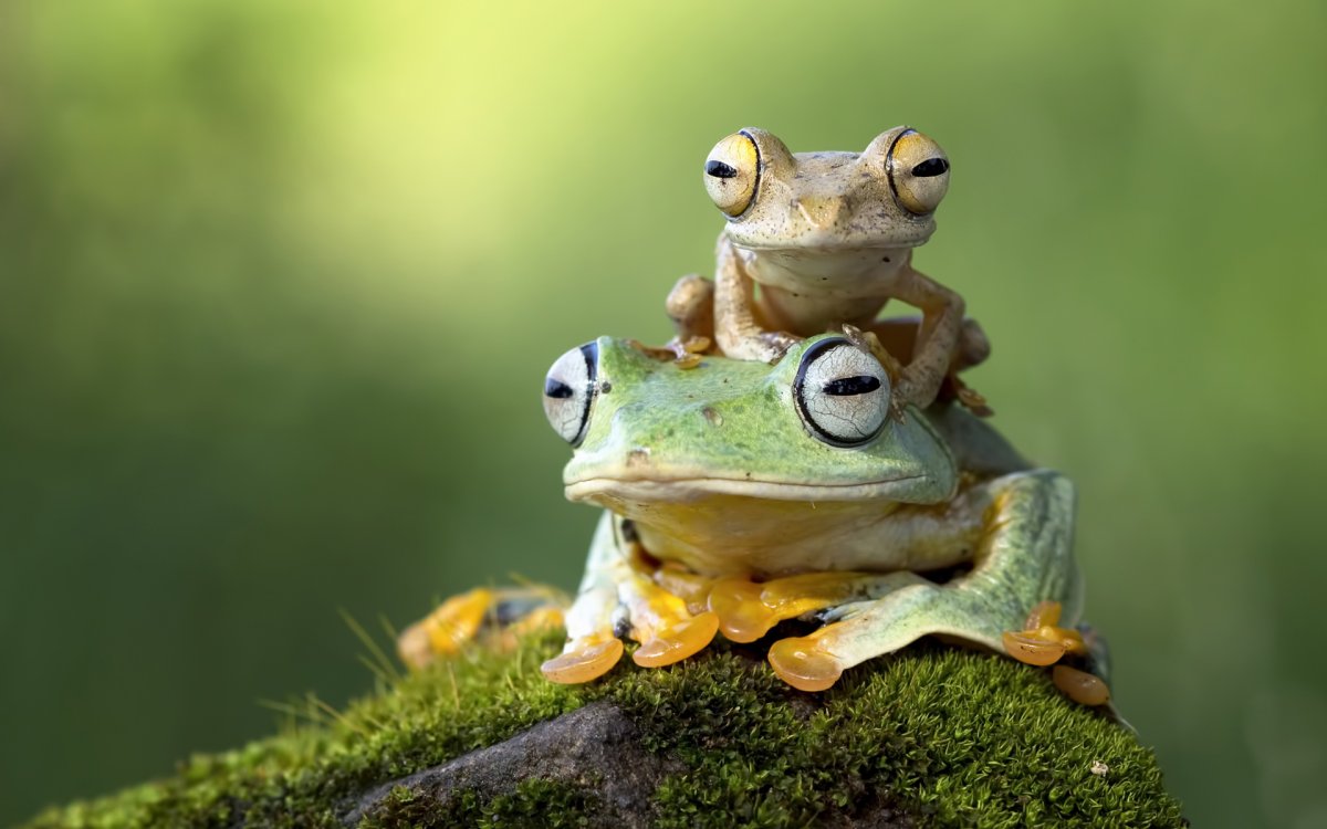 Лягушка макро