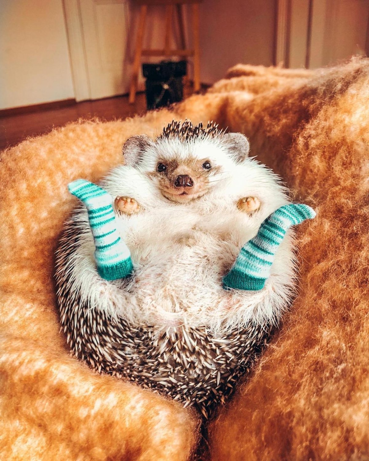 Ежик радуется