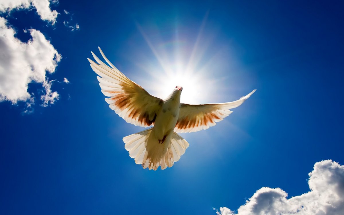 Голуби в небе