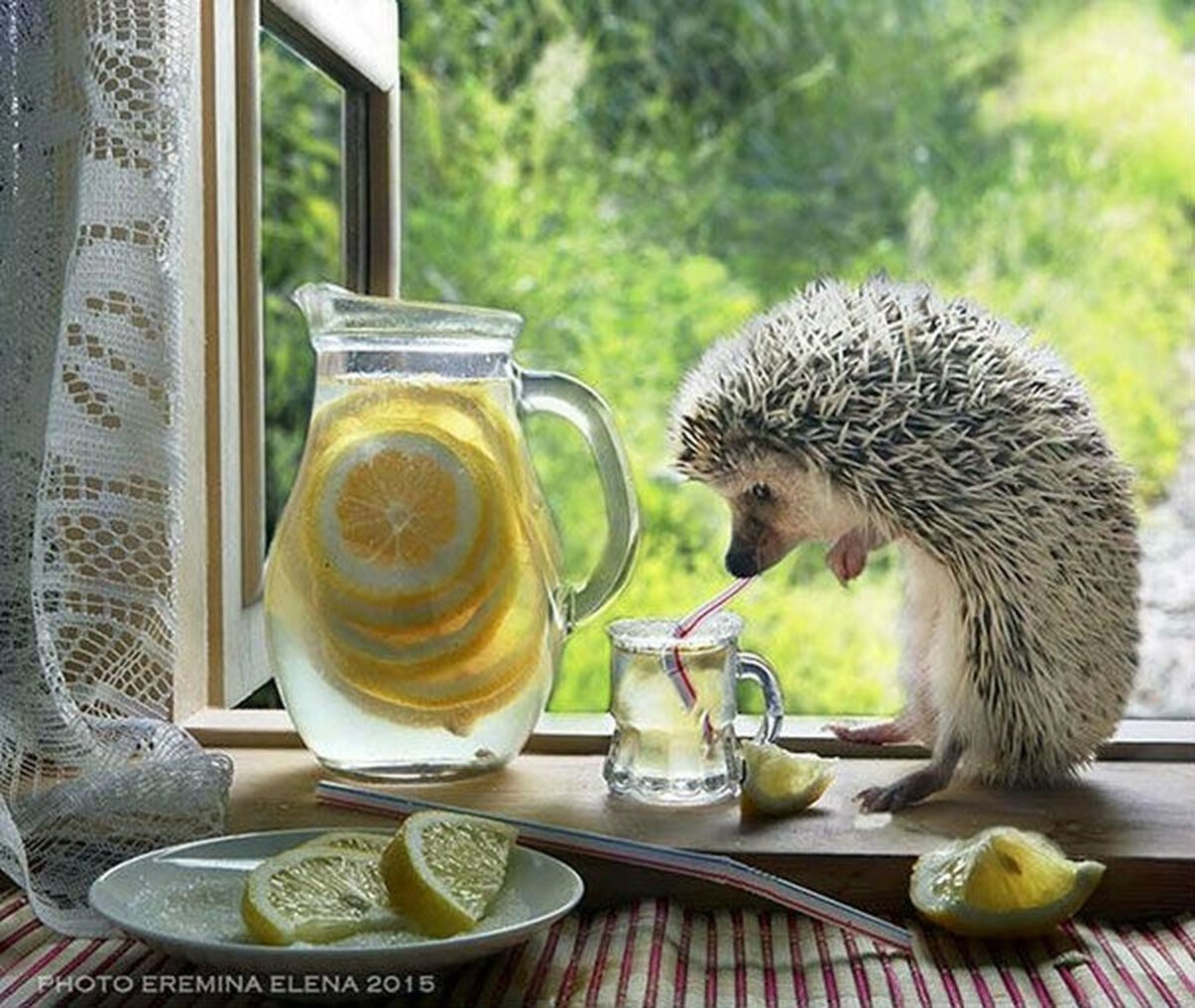 Очаровательные ежики Елены Ереминой