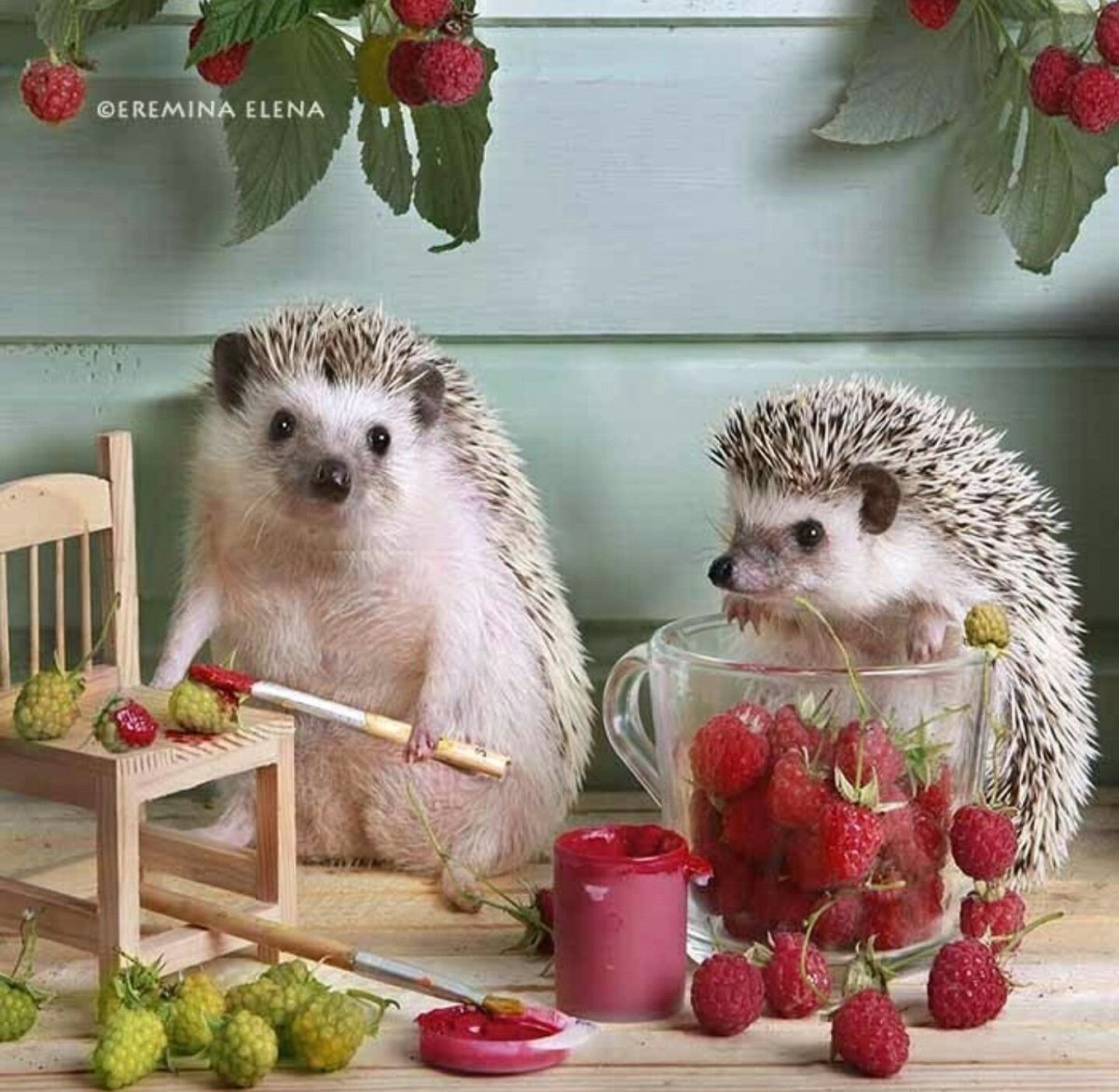 Ежик с ягодами