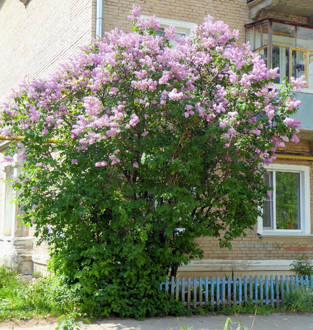Шевелёв Александр пейзажи маслом