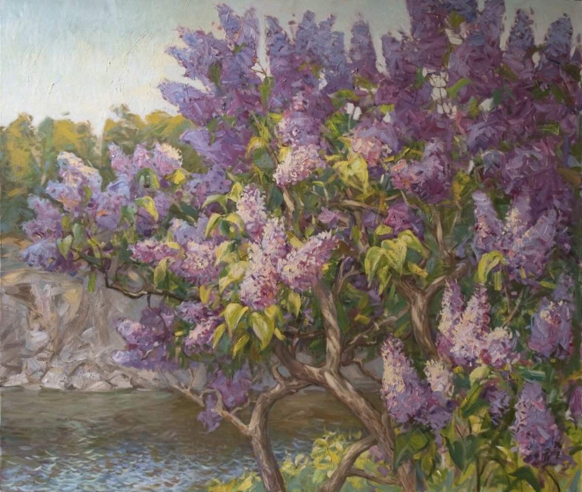 Куст сирени на белом фоне