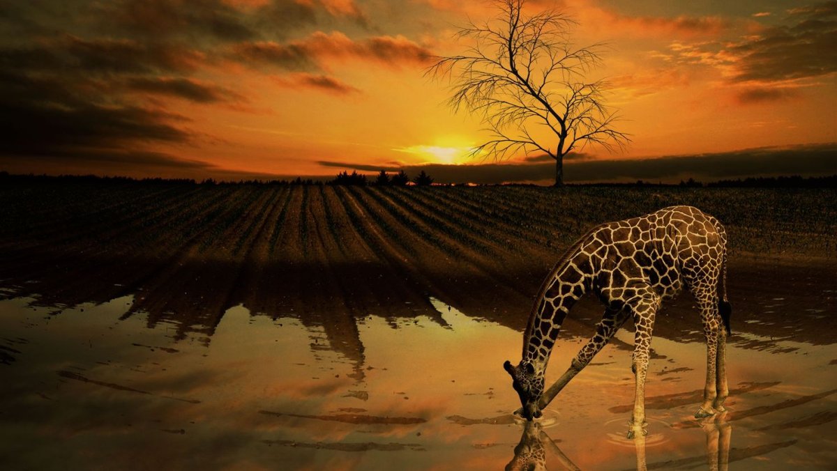 Жираф озеро Чад и Луна