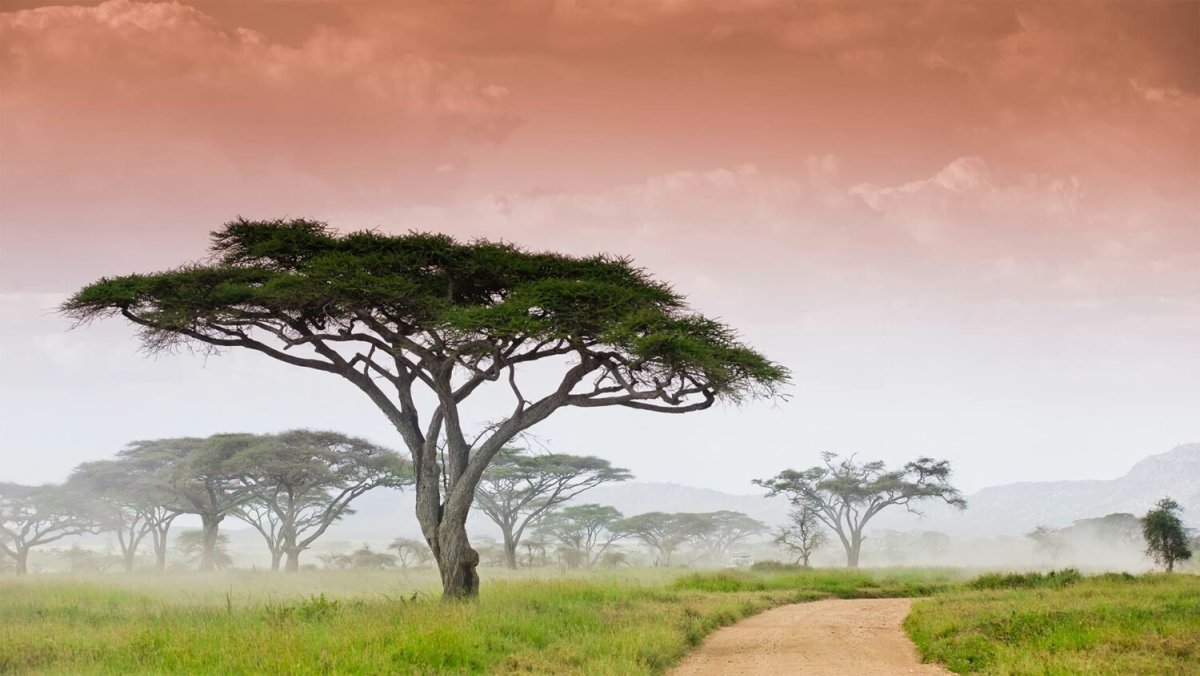 Пейзаж Серенгети Саванна