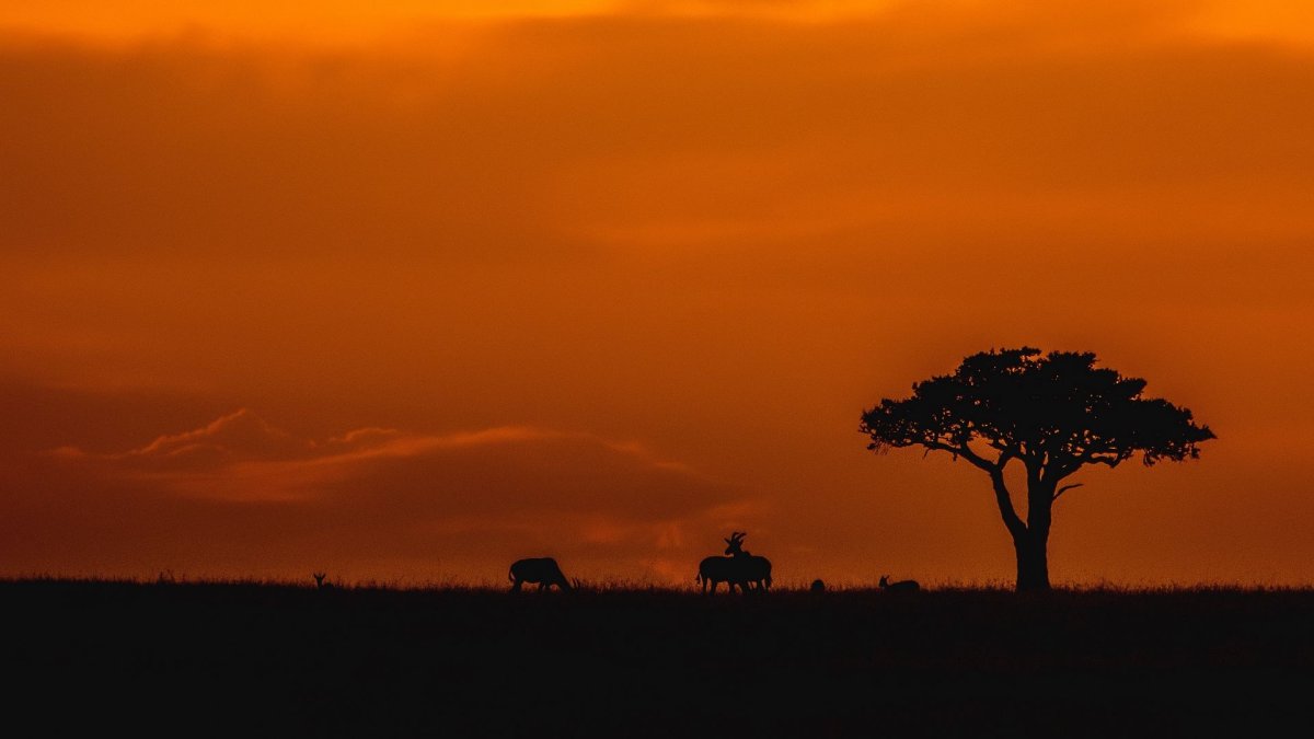 Саванна Лазо