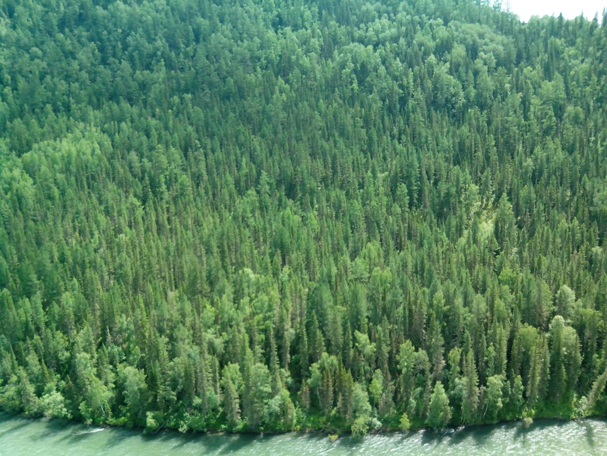 Восточно Сибирская Тайга