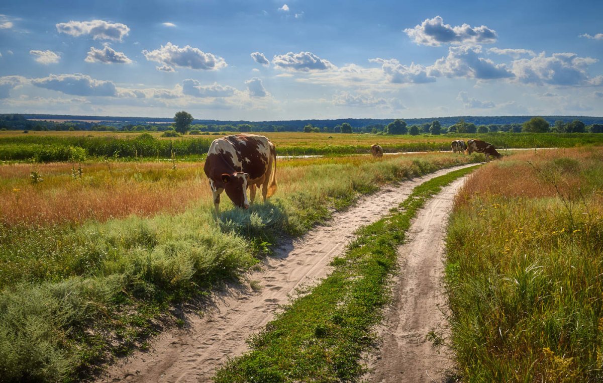Деревенская жизнь лето