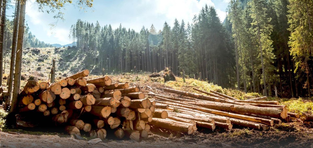 Загущенный хвойный лес