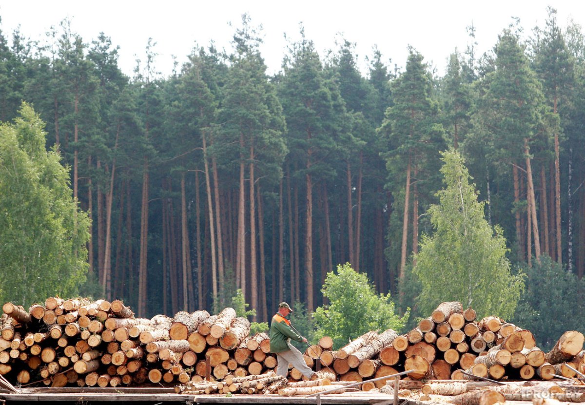 Лесные ресурсы