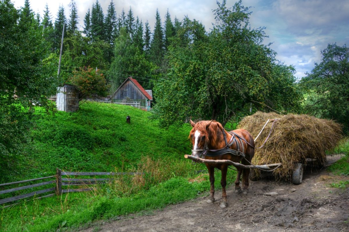 Сенокос в деревне