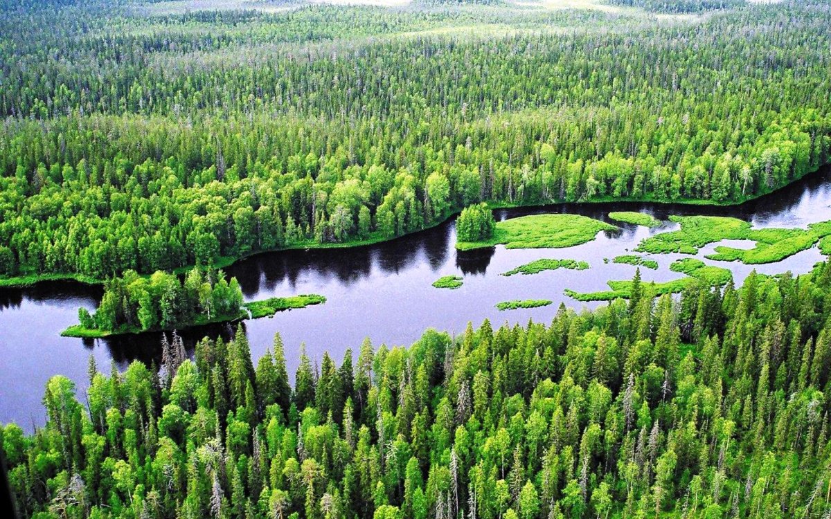 Темнохвойная Пихтовая Тайга Сибирь