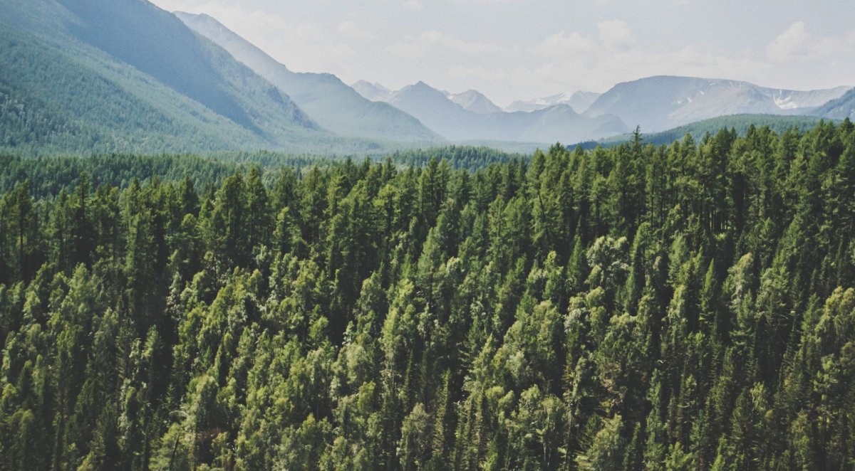 Холодный лес Румыния