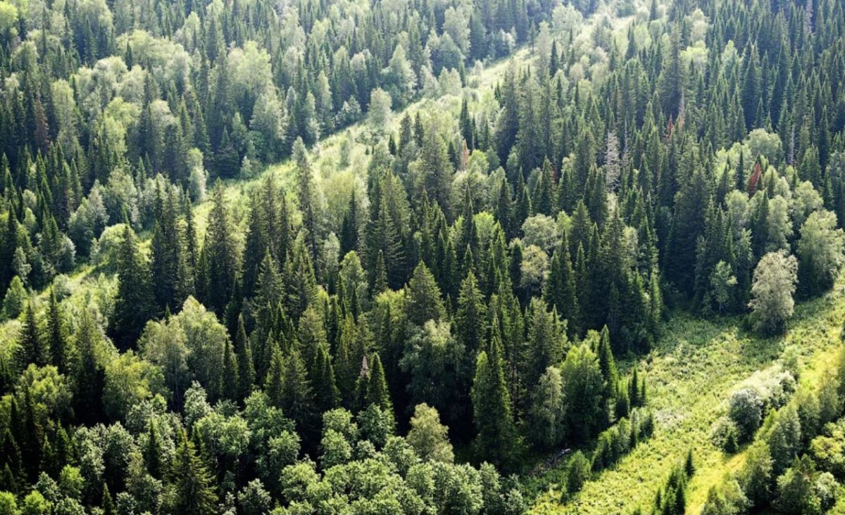 Лесное хозяйство Красноярского края