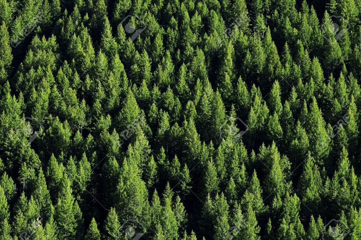 Эстония Лесные ресурсы