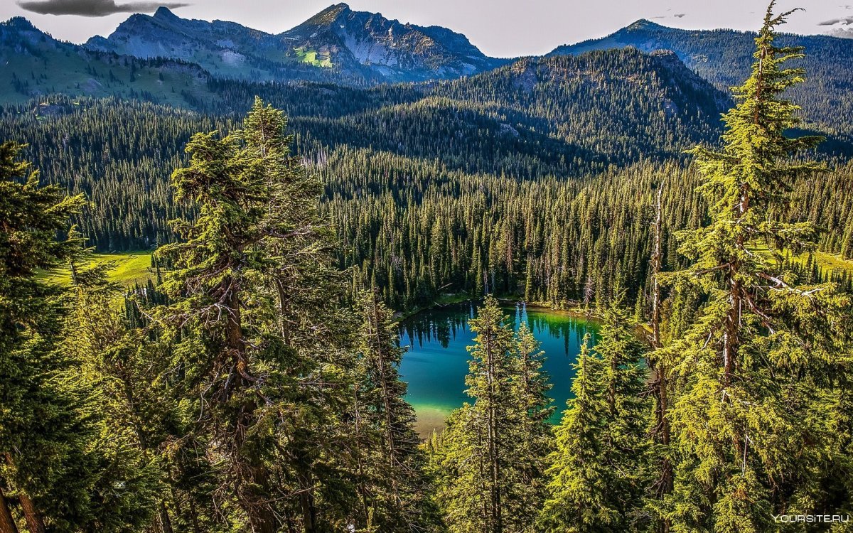 Зелёный лес Эстетика